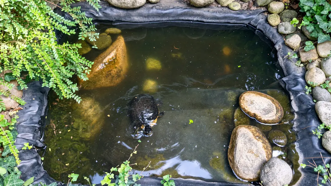 Garden pond lined with black PVC, edged with stones and plants, with a turtle swimming in it